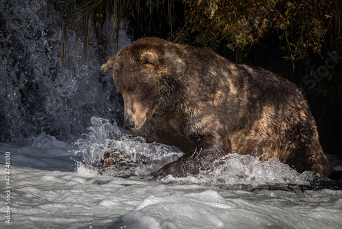 "Otis" the winner of the 2021 "Fat Bear Contest" plunges for a fish at Brooks Falls in Katmai National Park, Alaska. 