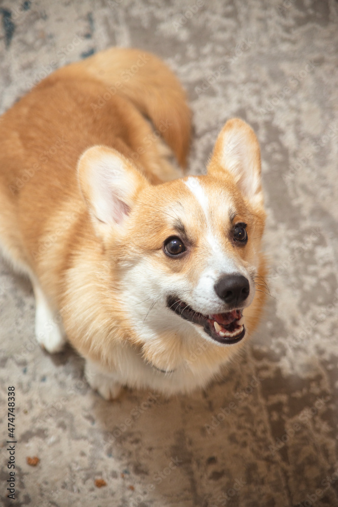 Cute, playful ginger corgi puppy. Pedigree dog. Cute, playful ginger corgi puppy. Pedigree dog.