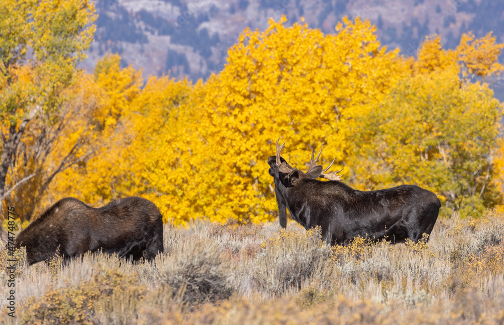 Bull and Cow Moose Rutting in Autumn in Wyoming Bull and Cow Moose Rutting in Autumn in Wyoming