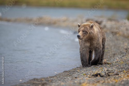 A brown bear walks down the shore of Naknek Lake near Brooks Falls in Katmai National Park, Alaska. 