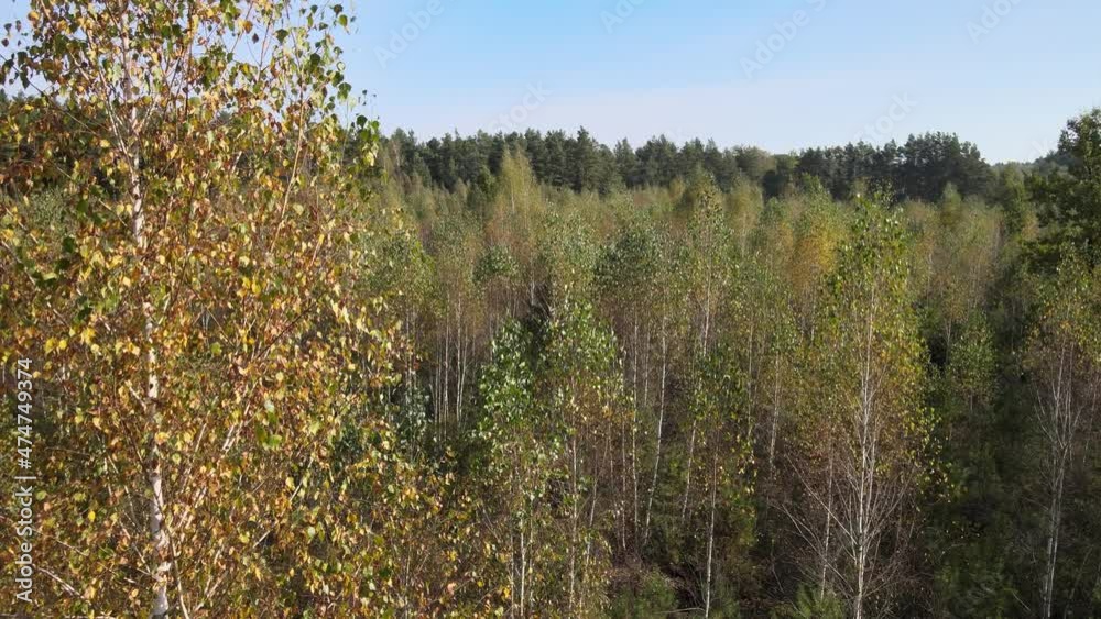 View of the forest in fall collors on a sunny day View of the forest in fall collors on a sunny day