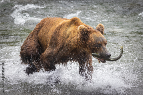 A brown bear (Ursus arctos) runs from the Brooks River with a freshly caught sockeye salmon in Katmai National Park, Alaska. 
