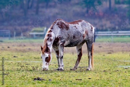 Brown and white dappled horse grazing in a field in mist, Kelowna, British Columbia, Canada photo