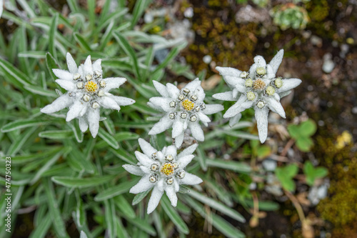 The rare and protected flower Edelweiss, close-up from the European Alps