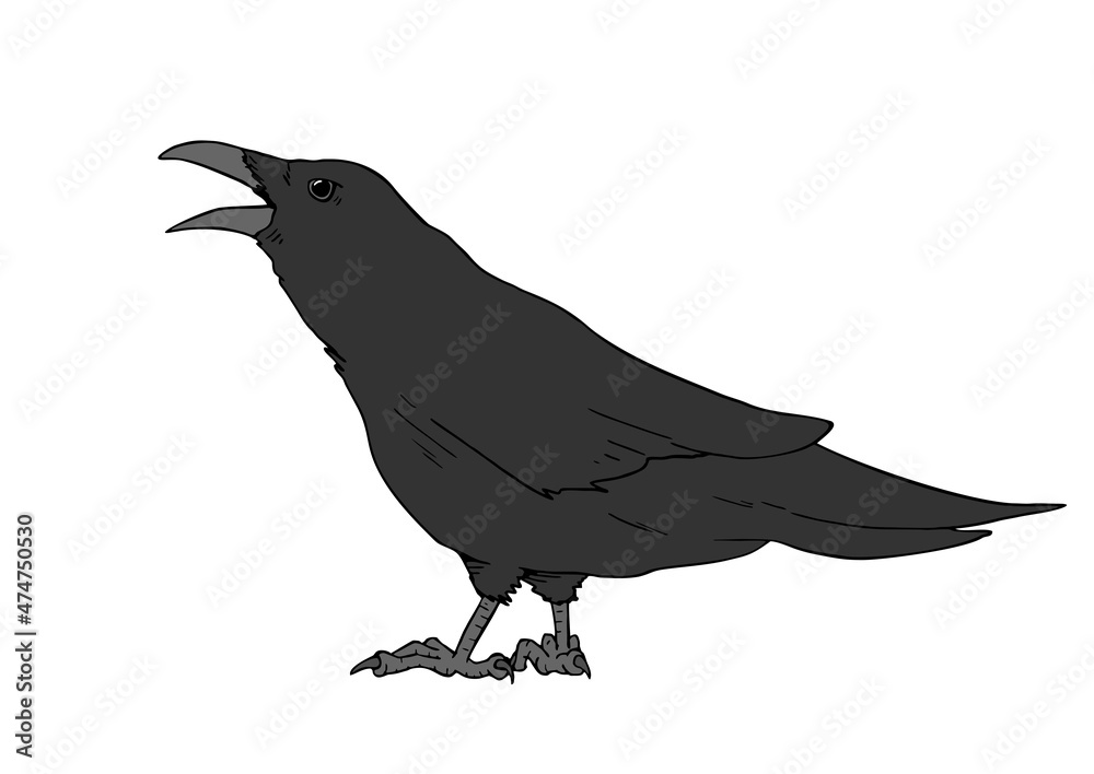 Fototapeta premium Crow illustration design