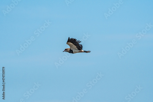 Southern Lapwing (Vanellus chilensis) in River Plate coast, Montevideo, Uruguay photo