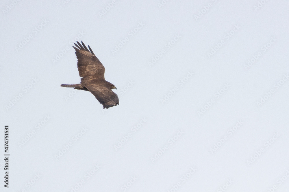 Fototapeta premium buzzard