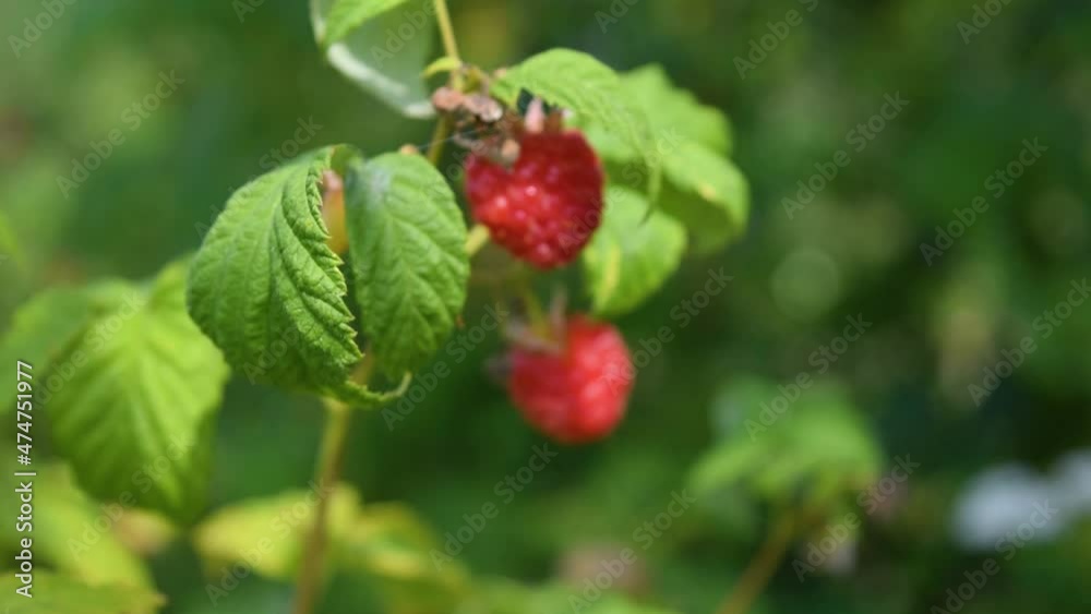 red ripe raspberries on a green garden background red ripe raspberries on a green garden background