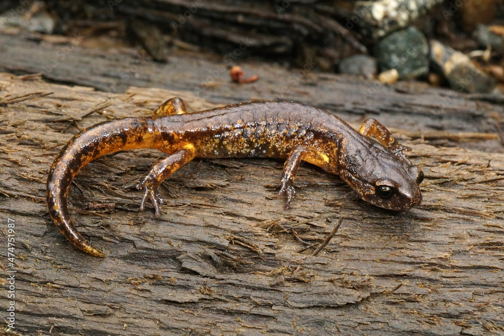 Naklejka premium Closeup on a subadult painted Ensatina eschscholtzii picta from Coastal North California on a piece of wood