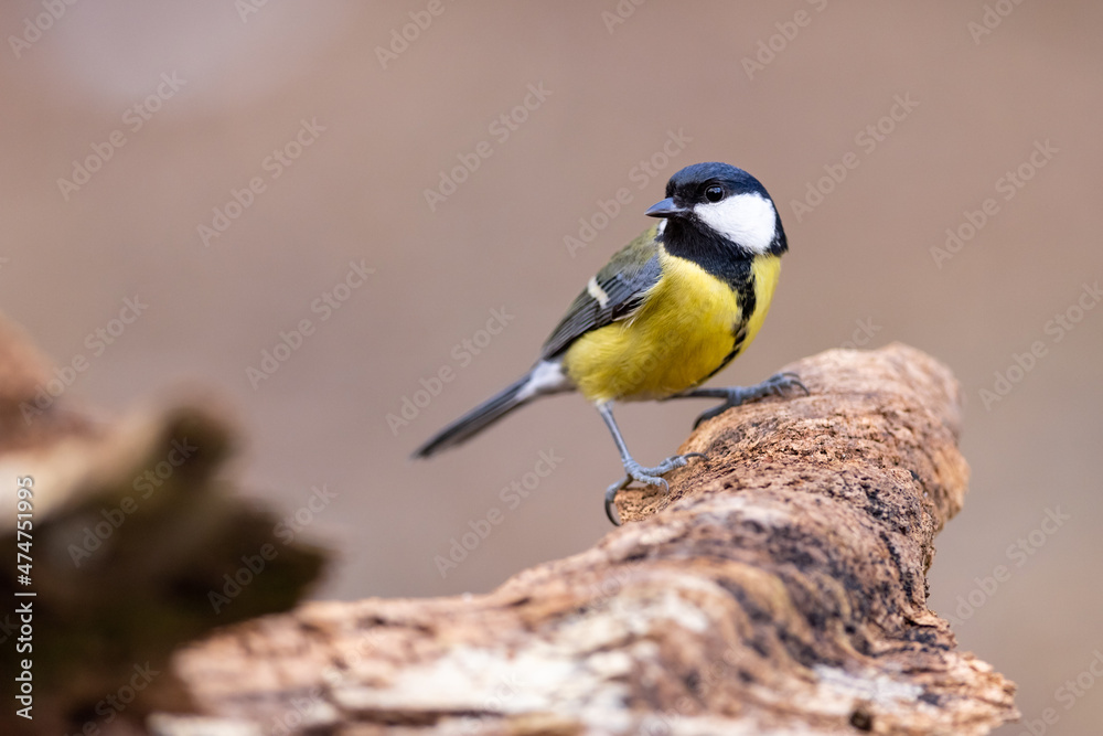 The Blue tit (Parus Major) sitting on branch. wildlife