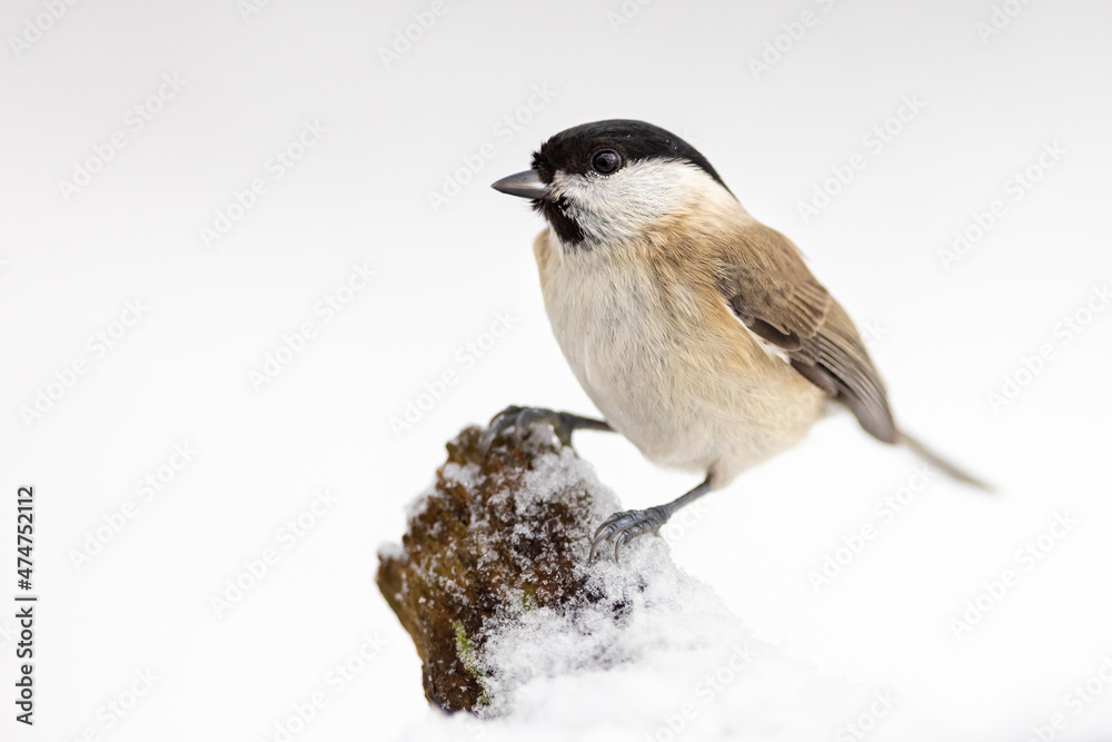 The marsh tit (Poecile palustris) sitting sitting on a snowy branch. Winter time. Wildlife. The marsh tit (Poecile palustris) sitting sitting on a snowy branch. Winter time. Wildlife.