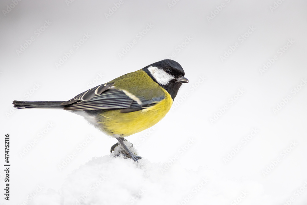 Naklejka premium The Blue tit (Parus Major) sitting on branch. wildlife