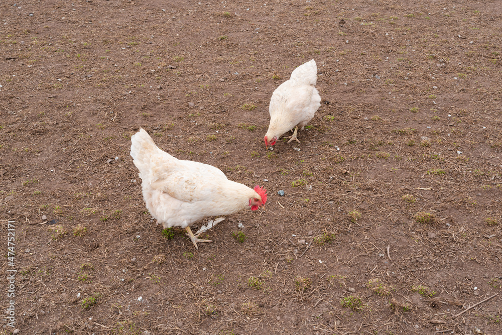 hühner in freilandhaltung ökologisch tierhaltung hühner in freilandhaltung ökologisch tierhaltung