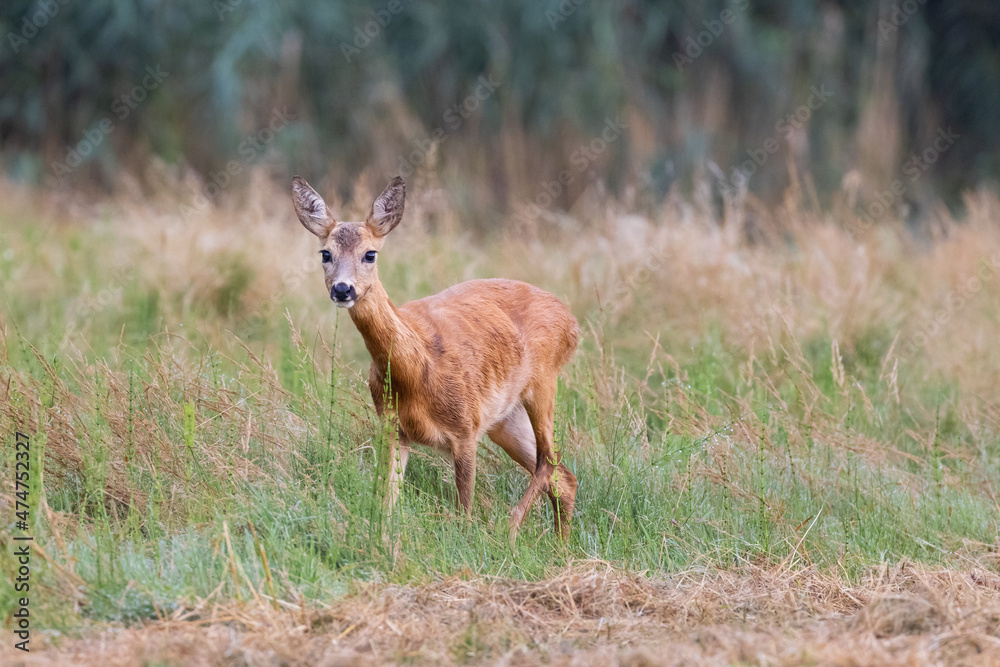 Roe deer female (capreolus capreolus), standing in a meadow near reeds Roe deer female (capreolus capreolus), standing in a meadow near reeds