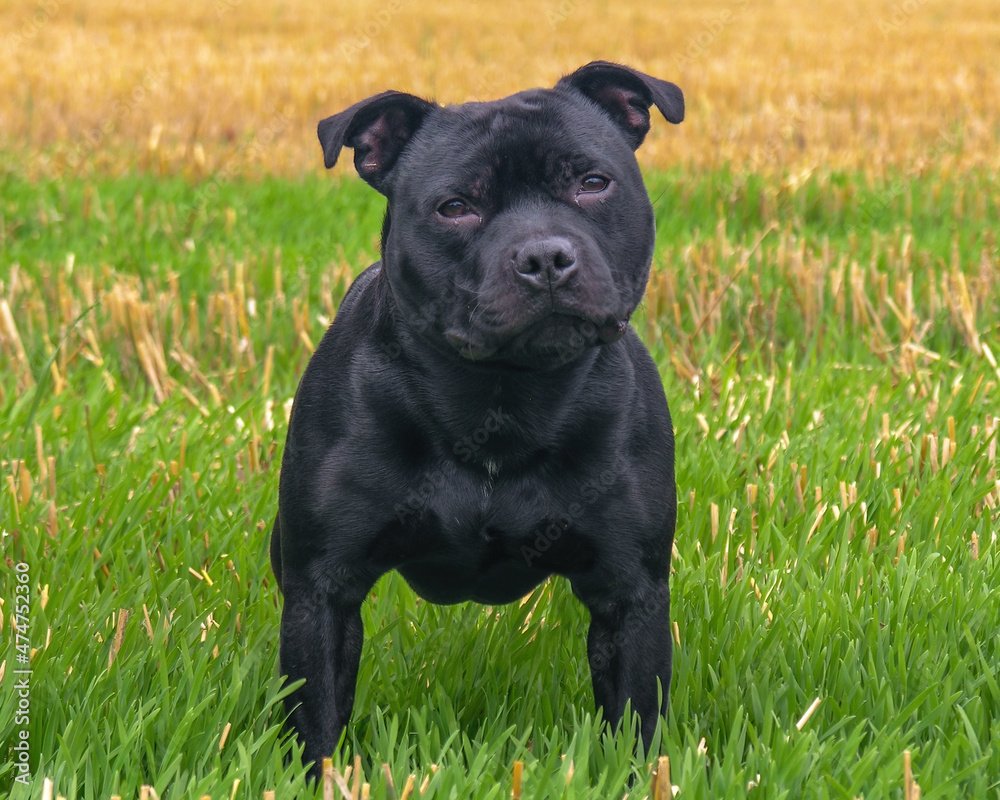 Staffordshire Bull Terrier on the edge of a cornfield