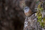 Emberiza cia - The mountain bunting is a species of passerine bird of the scribal family.