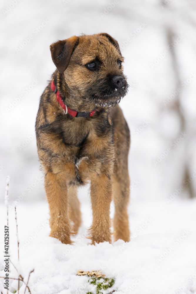 Cute border terrier puppy standing on the snow in winter time Cute border terrier puppy standing on the snow in winter time