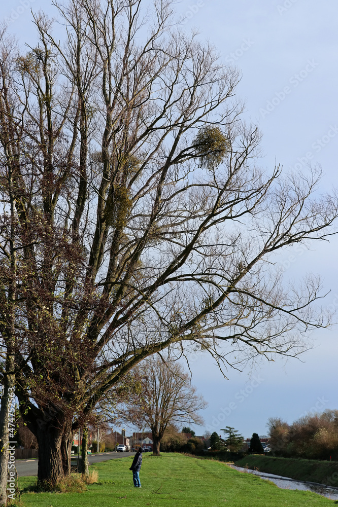 Senior looking up at a huge old tree with mistletoe growing on it, during his walk along the river bank in Lincolnshire, England Senior looking up at a huge old tree with mistletoe growing on it, during his walk along the river bank in Lincolnshire, England