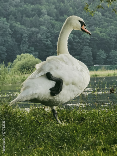 White swan stands with raised leg against a background of lake and forest photo