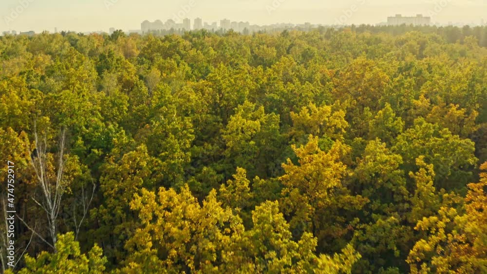 Tree park autumn nature branch forest yellow orange beautiful Tree park autumn nature branch forest yellow orange beautiful