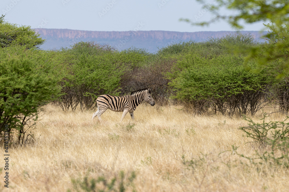 Obraz premium Ein Steppenzebra in der Dornbuschsavanne bei Waterberg in der Seitenansicht