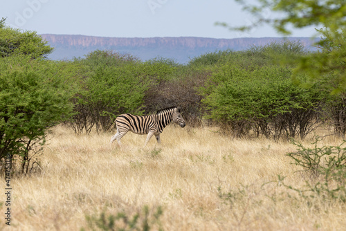 Ein Steppenzebra in der Dornbuschsavanne bei Waterberg in der Seitenansicht