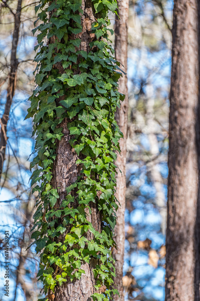 English ivy growing up a tree