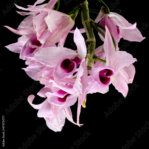 Dendrobium Nobile Orchid photo