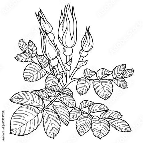 Rose branch with buds and leaves on a white background, drawing with one line, vector