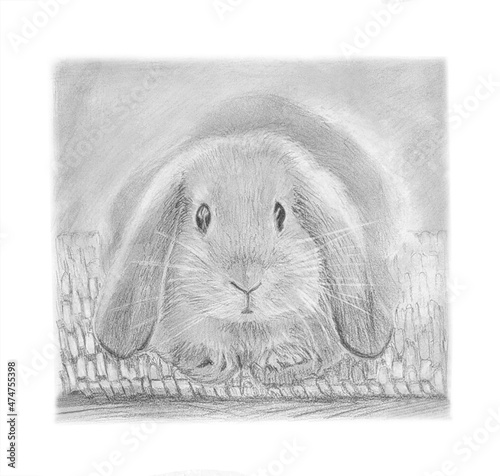 Hand drawn pencil illustration of a fluffy little rabbit or bunny