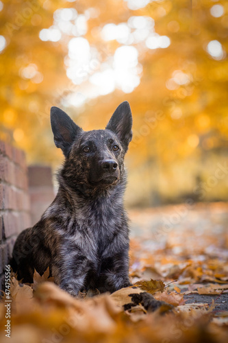 Dutch Shepherd in the park © Nikol