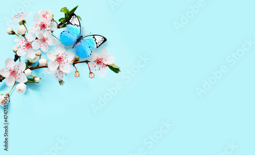 Canvas Flowering branches and petals on a blue background and butterfly.