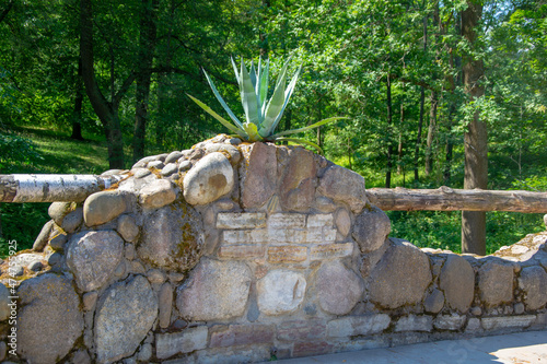 A plant growing on a stone railing of a bridge
