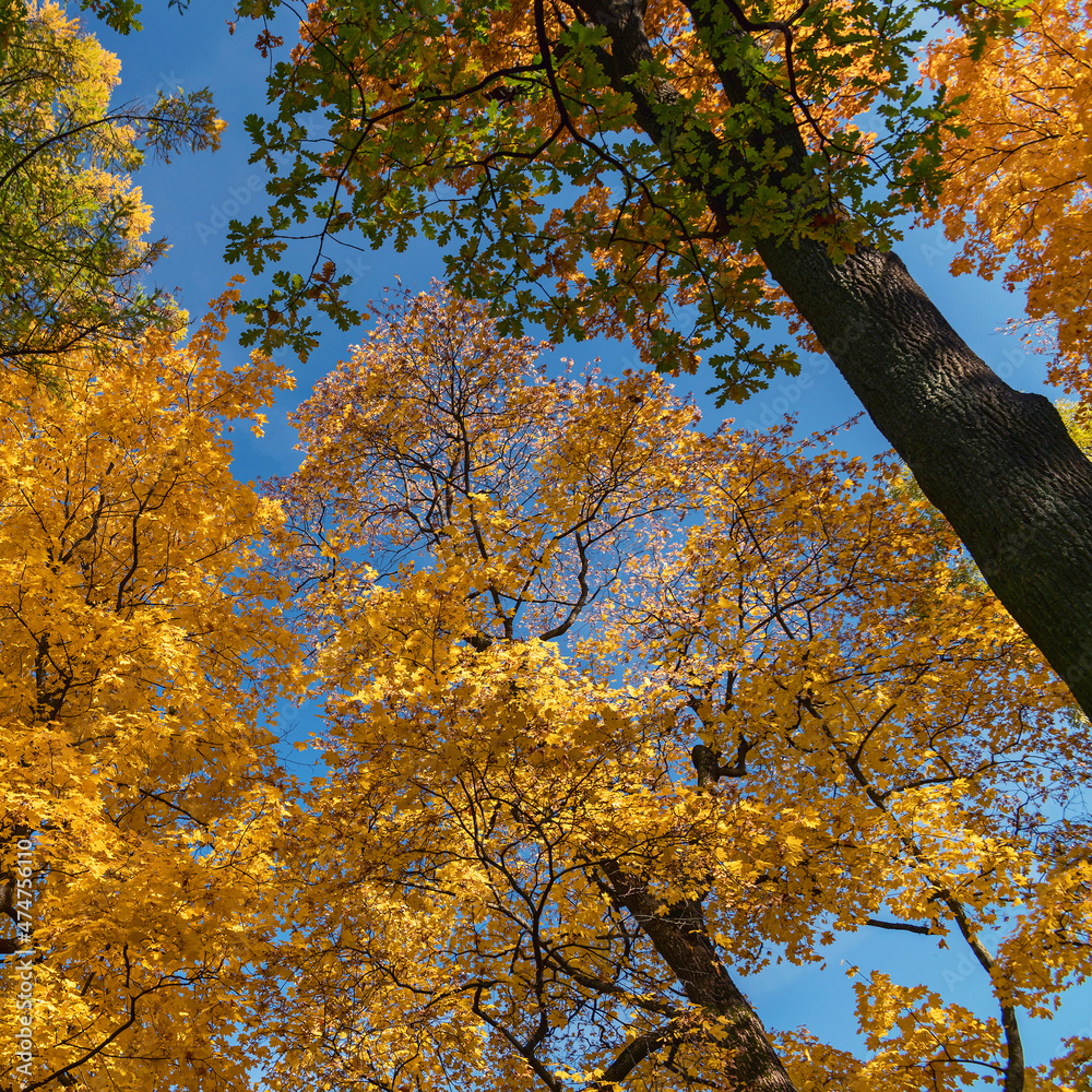 Sunshine daylight illuminates yellow tree crowns, yellow autumn foliage background Sunshine daylight illuminates yellow tree crowns, yellow autumn foliage background
