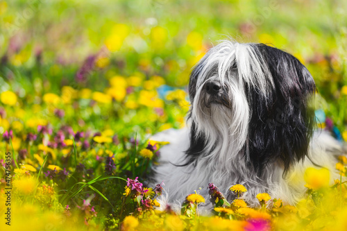 Obraz na płótnie Tibetan terrier dog, male, lying on a dandelion meadow
