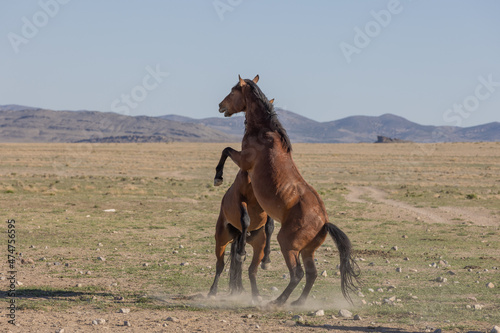 Pair of Wild Horse Stallions Fighting in the Utah Desert