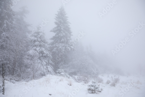 spruce forest in snow and deep fog in winter