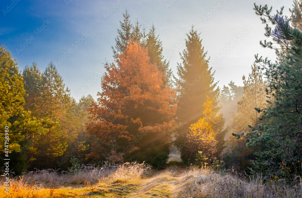 Fototapeta premium Autumn landscape with morning sun rays in fog and dew on forest road.