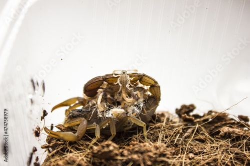 Hottentotta hottentotta with offspring, is a genus of scorpions of the family Buthidae. It is distributed widely across Africa. Very poisonous for people photo