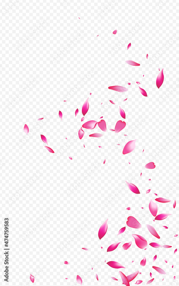 Pink Petal Fall Vector Transparent Background.