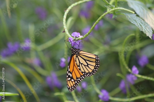 Danaus plexippus, Monarca, Monarch butterfly © JoseAntonio