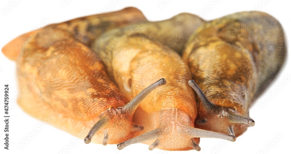 Natural small garden snail on the desk Natural small garden snail on the desk