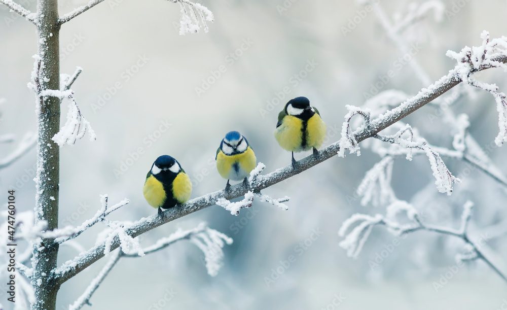 birds titmice and lapis lazuli sit on a branch in a snowy winter park birds titmice and lapis lazuli sit on a branch in a snowy winter park