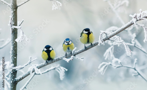 birds titmice and lapis lazuli sit on a branch in a snowy winter park