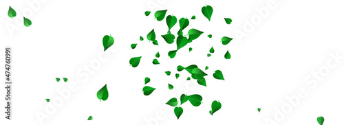 Green Leaf Tree Vector Panoramic White Background