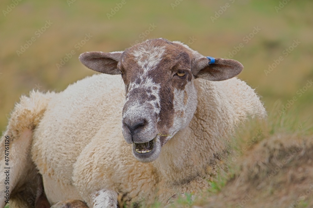 Sheep Close Up On A Farm