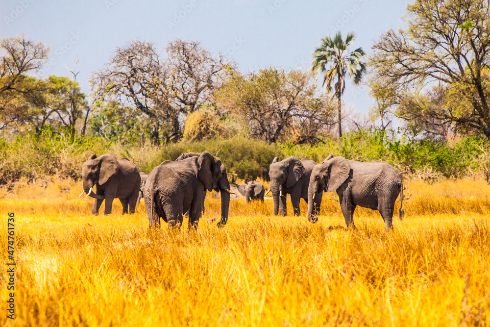 Herd of african elephants in grassland Herd of african elephants in grassland
