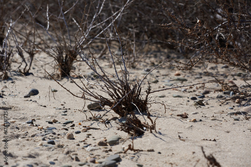 dry bush branches on the desert sand