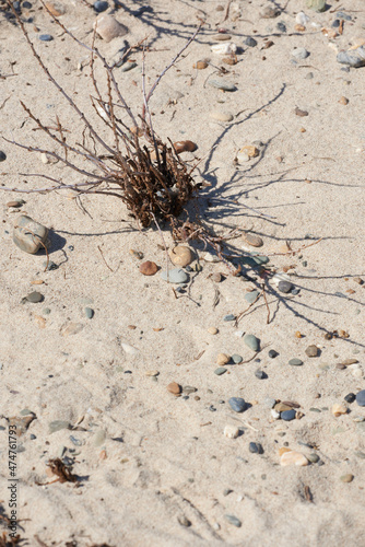 dry bush branches on the desert sand