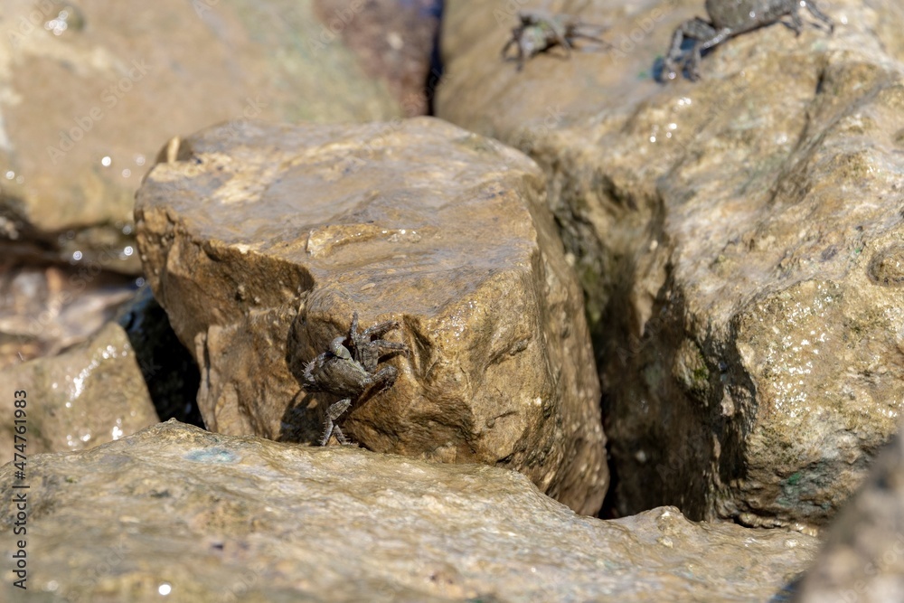 Mediterranean crabs above the rocks Mediterranean crabs above the rocks